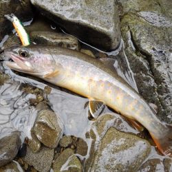 渓流ミノーイング